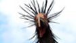 Waldrapp ibis 