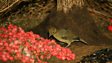 Vogelkop bowerbird