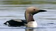 Black-throated diver