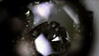 Marange diamond field: Zimbabwe torture camp discovered