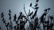 Where You Can Watch a Starling Murmuration