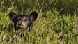 Charmed by black bears