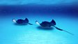 Stingrays