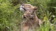 Why infanticide can benefit animals
