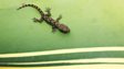 Geckos