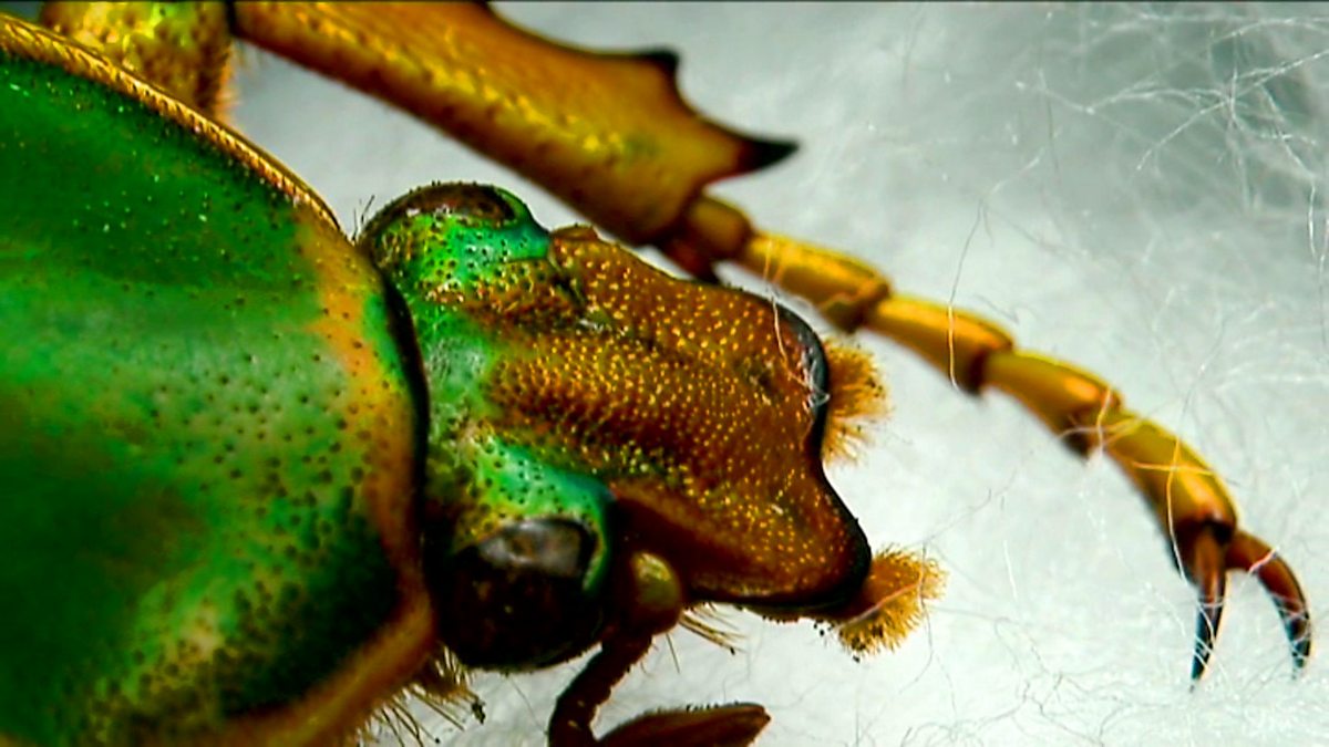 Документальные фильмы о насекомых