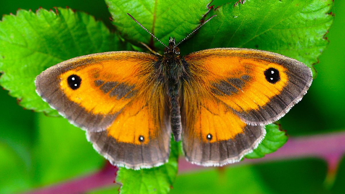 BBC Two Gatekeeper butterfly Springwatch UK butterfly collection