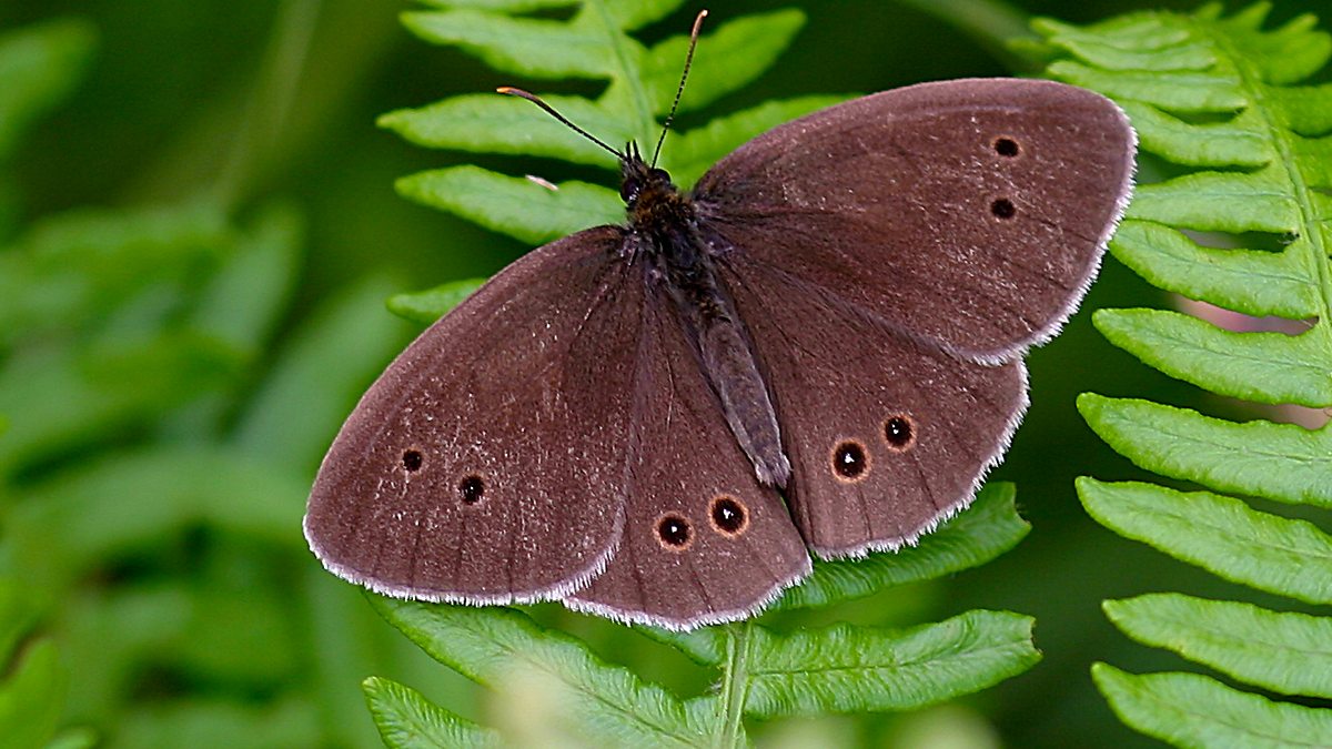 Bbc - Ringlet Butterfly (male) - Uk Butterfly Collection