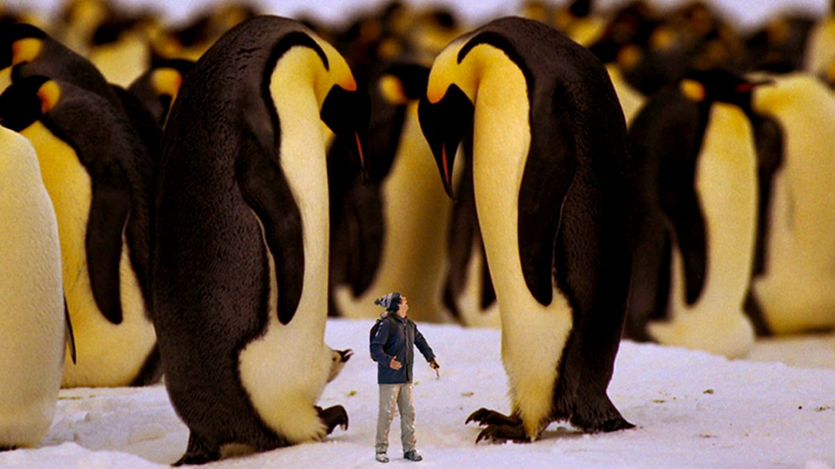 BBC iPlayer - Andy's Wild Adventures - Series 1: 1. Emperor Penguins
