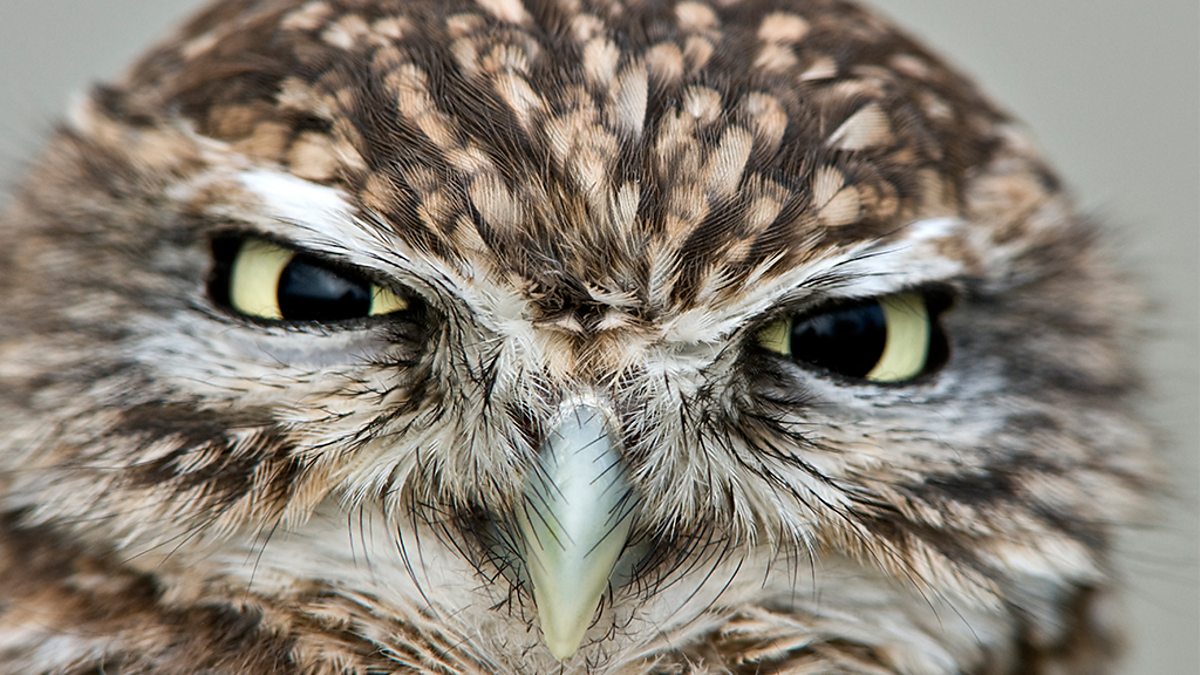 Natural World Owl