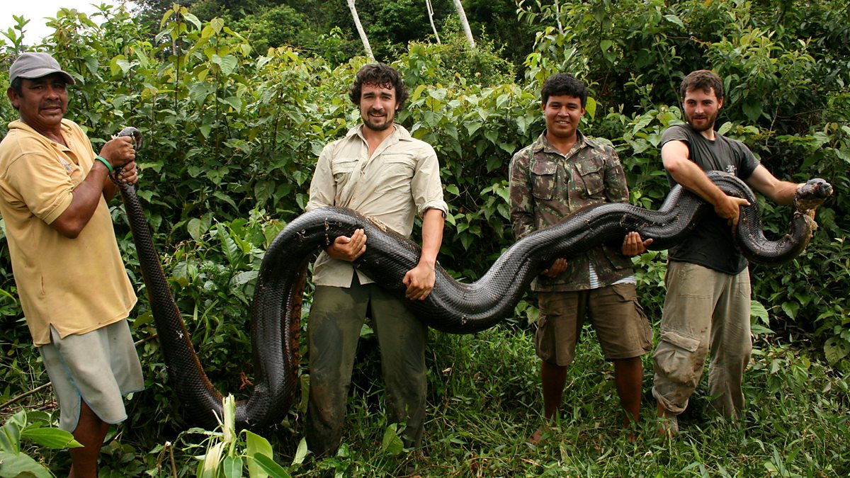Змея Анаконда самая большая змея в мире