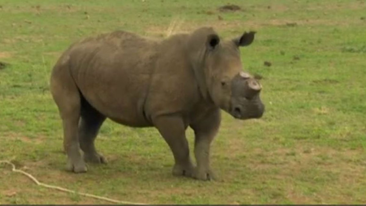 Bbc World Service - Newshour, Cut Off The Horn, Save The Rhino