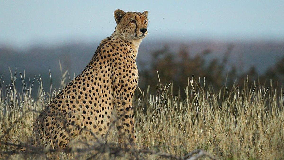 Bbc World Service Newshour Cheetahs Return To India After Years