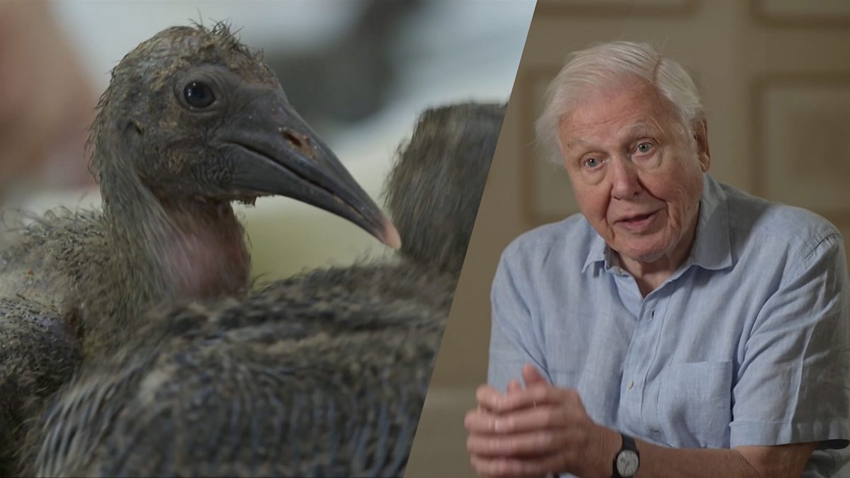 BBC One Planet Earth III Series 1 Heroes Sir David Attenborough