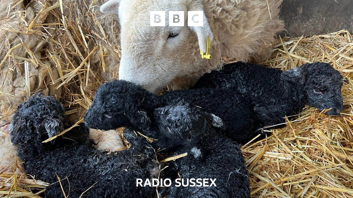 Bbc Radio Sussex Bbc Radio Sussex Billingshurst Sheep Farmer