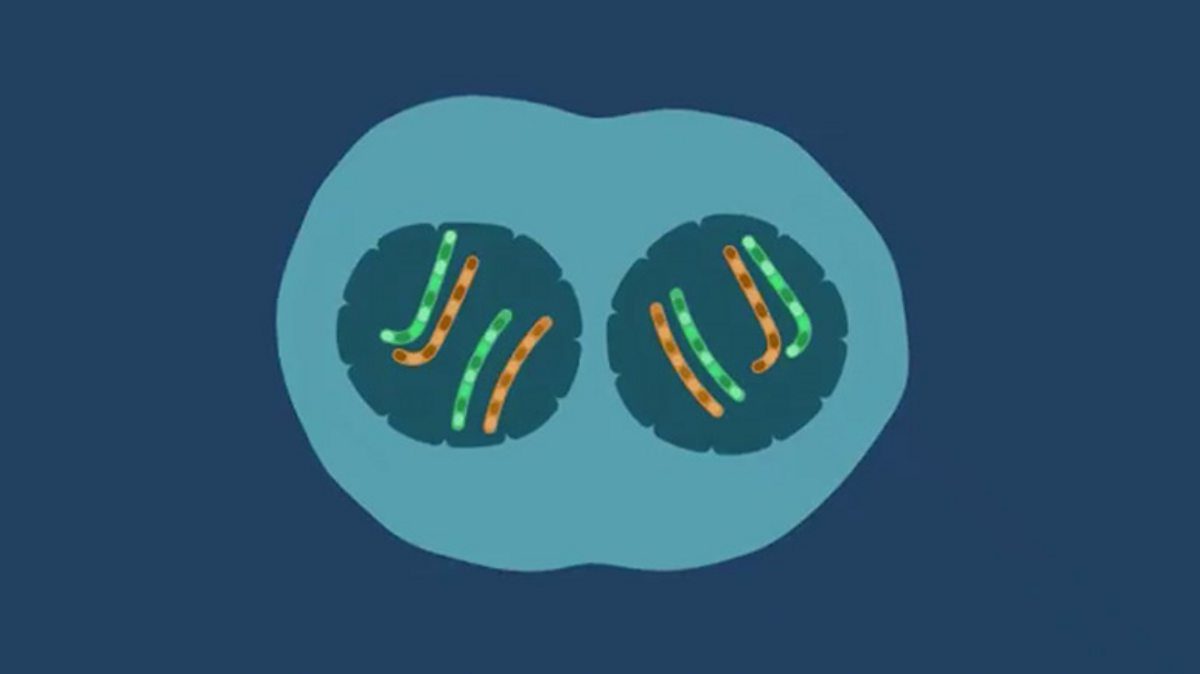 Mitosis And Cell Specialisation OCR Gateway GCSE Combined Science