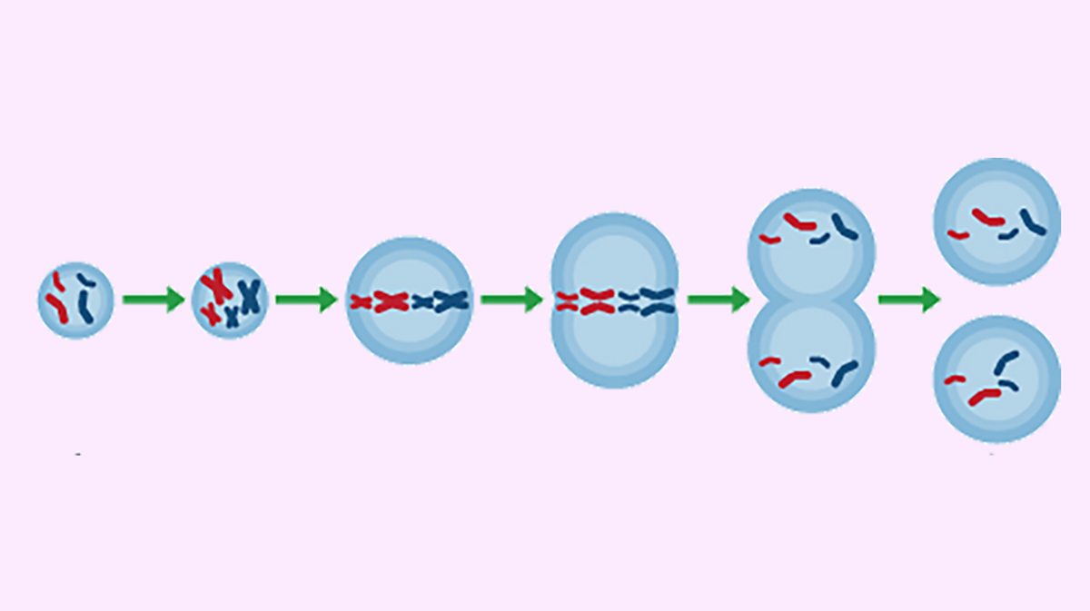 Mitosis And The Cell Cycle Mitosis And Cell Specialisation Ocr