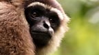 Version Gibbon Dating Agency Saves 23