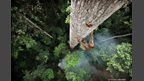 Human Planet: Jungles / Central African Republic 