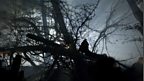 In the Forest