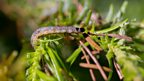 Budworm caterpillar