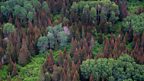 Budworm damaged fir trees