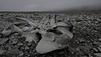 Greenland 1