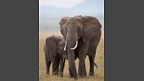 Mum and calf