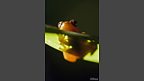 A leaf folding frog