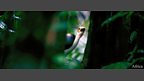 Picathartes