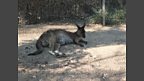 Skippy