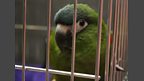 Napolean the parrot!