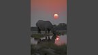 A black rhino at night