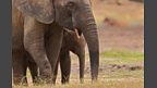 African forest elephants