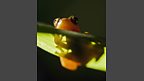 Leaf folding frog