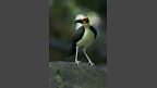 White-necked rockfowl
