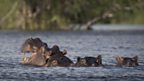 Greg James rows the Zambezi