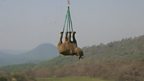 A flying rhino