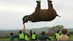Lowering a rhino