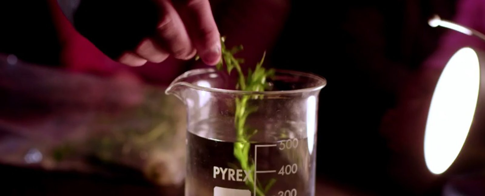 BBC Bitesize How to measure photosynthesis