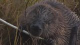 Report sightings of mammals in the UK