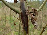 Ash Dieback
