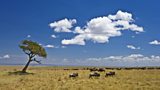 African wildlife on BBC Nature