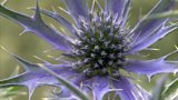 Eryngiums