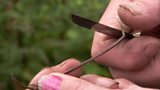 Taking cuttings