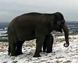 Elephants in the snow