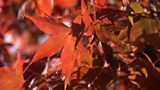 Autumn colour