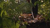 Making leafmould