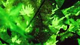 Bioluminescence: lighting up the natural world