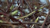 Pruning clematis